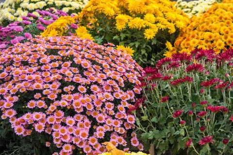 Chrysanthemums Foto stock