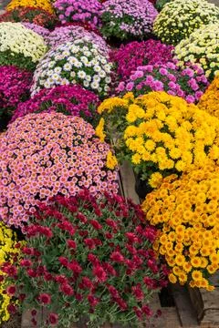 Chrysanthemums Stock Photos