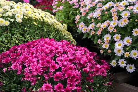 Chrysanthemums Stock Photos
