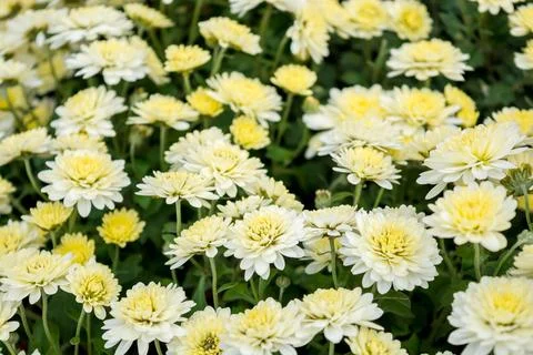Chrysanthemums Stock Photos