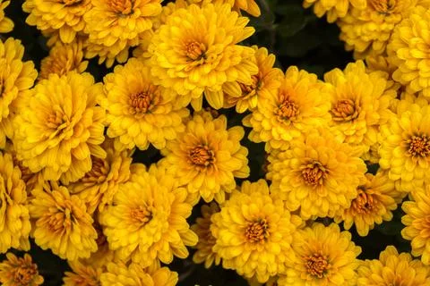 Chrysanthemums Stock Photos
