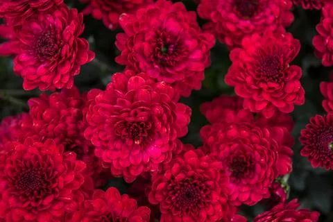 Chrysanthemums Stock Photos