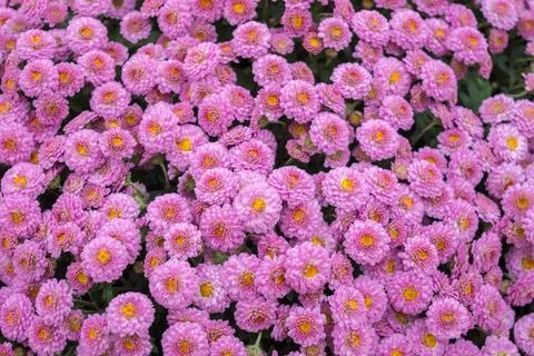 Chrysanthemums Stock Photos