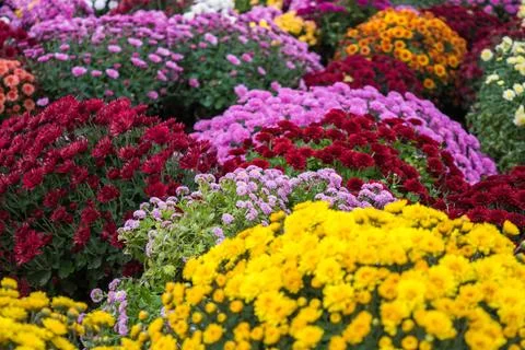 Chrysanthemums Foto stock