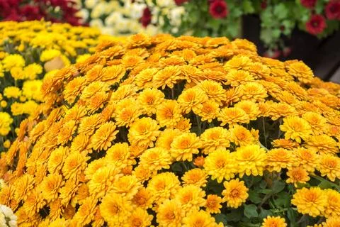 Chrysanthemums Stock Photos