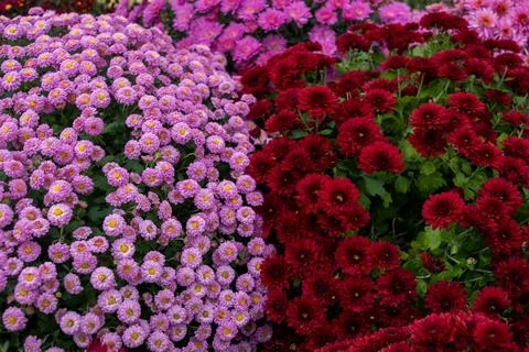 Chrysanthemums Stock Photos