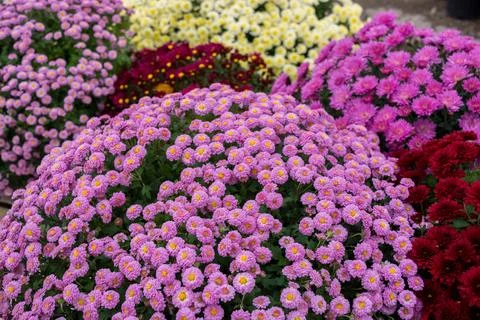 Chrysanthemums Stock Photos
