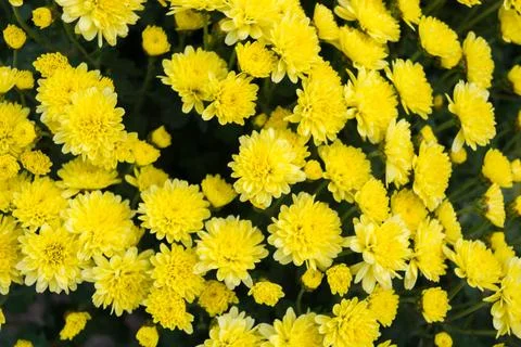 Chrysanthemums Stock Photos