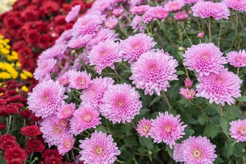 Chrysanthemums Stock Photos