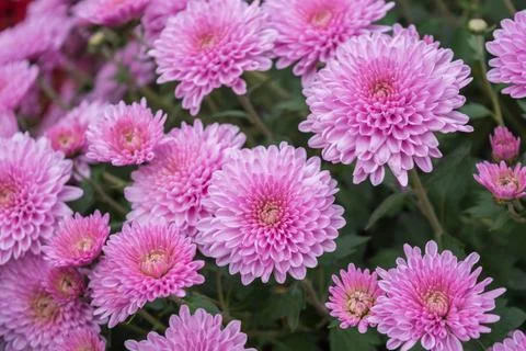 Chrysanthemums Stock Photos