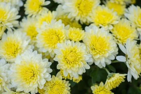 Chrysanthemums Stock Photos