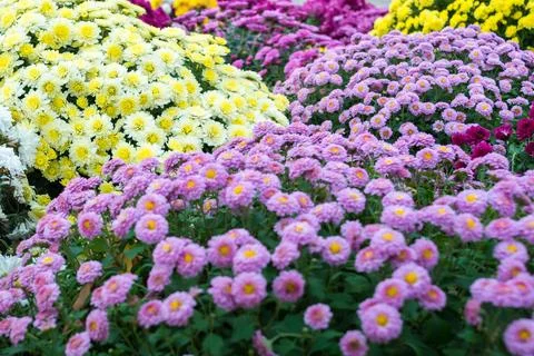 Chrysanthemums Foto stock