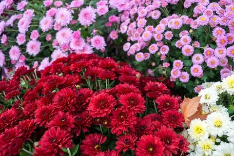 Chrysanthemums Stock Photos