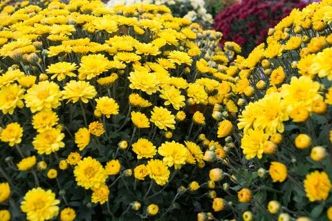 Chrysanthemums Stock Photos