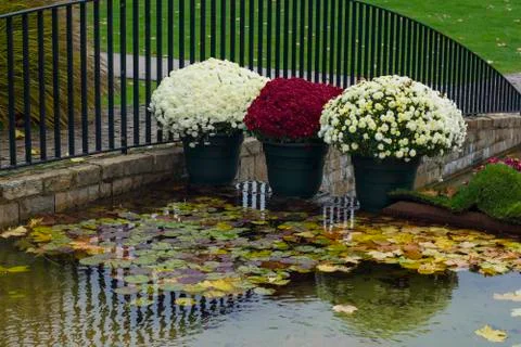 Chrysanthemums in pots in a park 스톡 사진