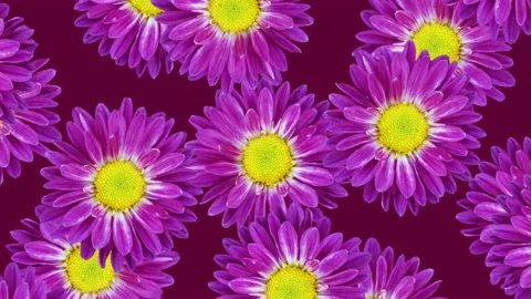 Chrysanthemums on a purple background. Seamless loop animated floral pattern	 Stock Footage 158902535
