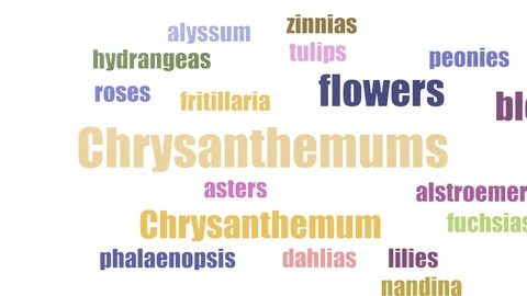 Chrysanthemums Tagcloud Animated Isolated On White Stock Footage 107209667