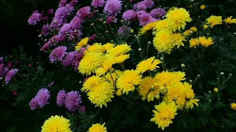 Chrysanthemums in the wind Stock Footage 116601499