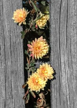 Chrysanths Stock Photos