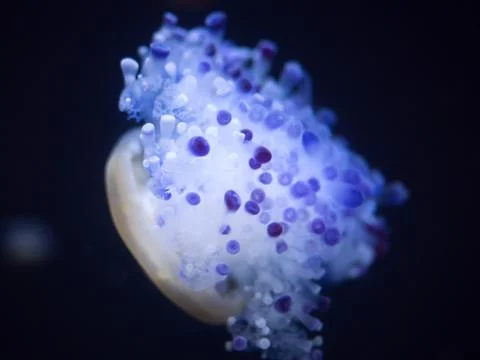 Chrysaora jellyfish Stock Photos