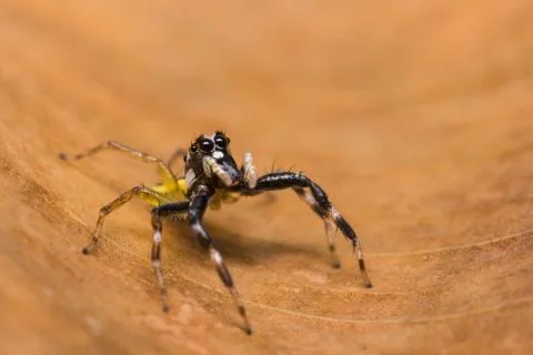 Chrysilla versicolor jumping spider Stock Photos