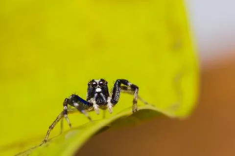Chrysilla versicolor jumping spider Stock Photos