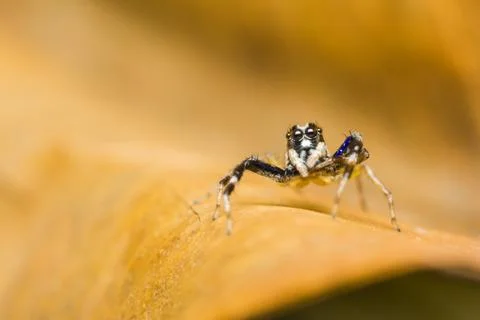 Chrysilla versicolor jumping spider Stock Photos
