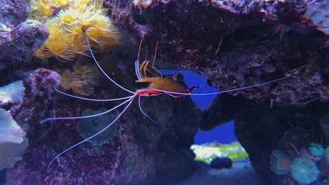Chrysiptera cyanea and corals, Fire blood shrimp Stock Footage 107757673