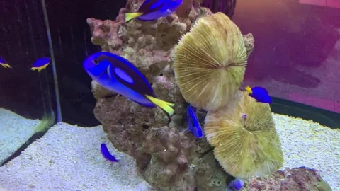 Chrysiptera parasema, also known as the yellow tail damselfish, 스톡 동영상 324612397