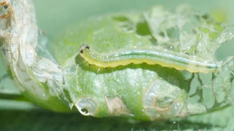 soybean looper caterpillar