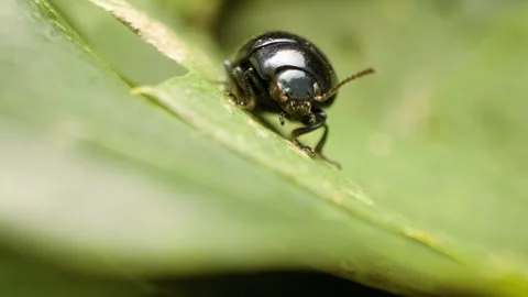 Chrysolina haemoptera, plantain leaf beetle in natural environment Stock Footage 333112161