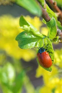 Chrysomela populi Stock Photos