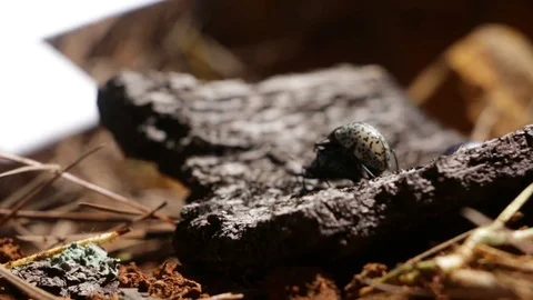 Chrysomelid beetles copulating on the forest floor Video stock 119406552