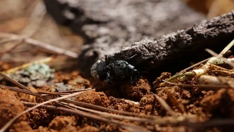 Chrysomelid beetles copulating on the forest floor Stock-Footage 119406560