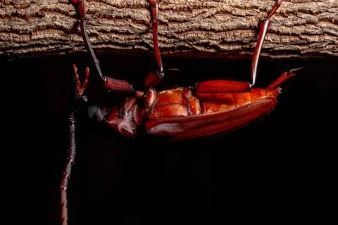 Chrysomeloidea Macro Black background Stock Photos