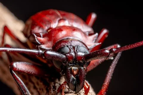 Chrysomeloidea Macro Black background Stock Photos