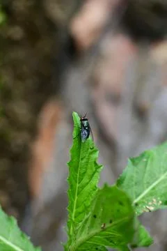 Chrysomya megacephala perched on a leaf Stock Photos
