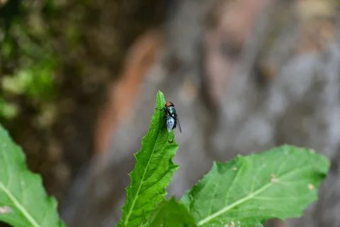 Chrysomya megacephala perched on a leaf Stock Photos