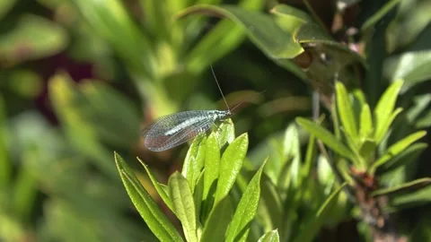 Chrysoperla carnea Stock Footage 243845983