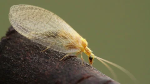 Chrysoperla on the tree Stock Footage 47110716