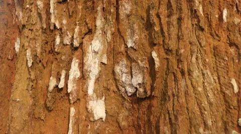Chrysophyllum cainito Stock Photos