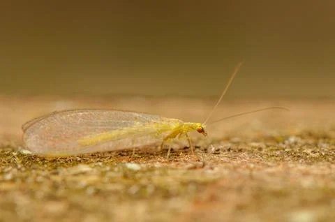 Chrysopidae Stock Photos