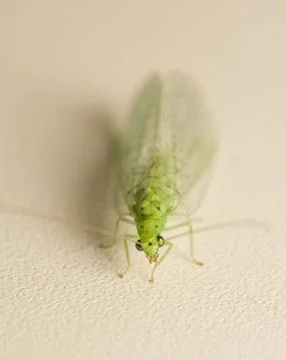 Chrysopidae Stock Photos