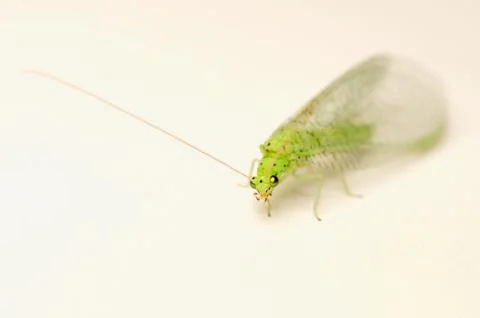 Chrysopidae Stock Photos