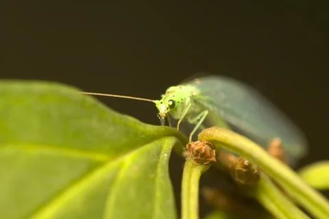 Chrysopidae Stock Photos