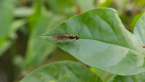 Chrysopilus animal insects on the leaf. 動画素材 202021311