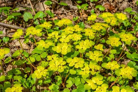 Chrysosplenium alternifolium blooms in the wild in spring . Stock Photos