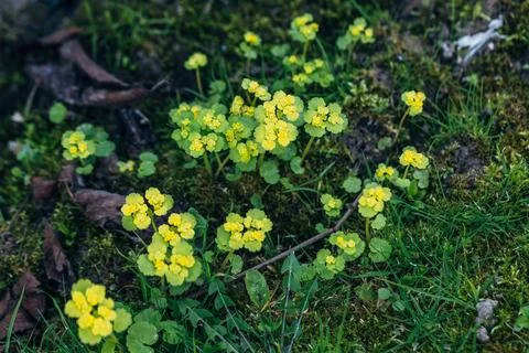 Chrysosplenium alternifolium blooms in the wild in spring Stock Photos