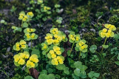 Chrysosplenium alternifolium blooms in the wild in spring Foto stock
