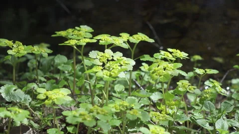 Chrysosplenium alternifolium .close up in summer sunny day Stock Footage 105675656